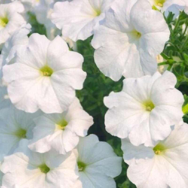 بذر گل لاله عباسی سفید
