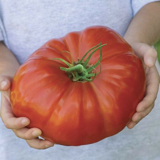 بذر گوجه غول قرمز بوته ای