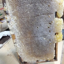 عسل بهاره لطیف ومعطر (همکاری عمده بادوستان)