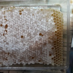 عسل بهاره لطیف ومعطر (همکاری عمده بادوستان)