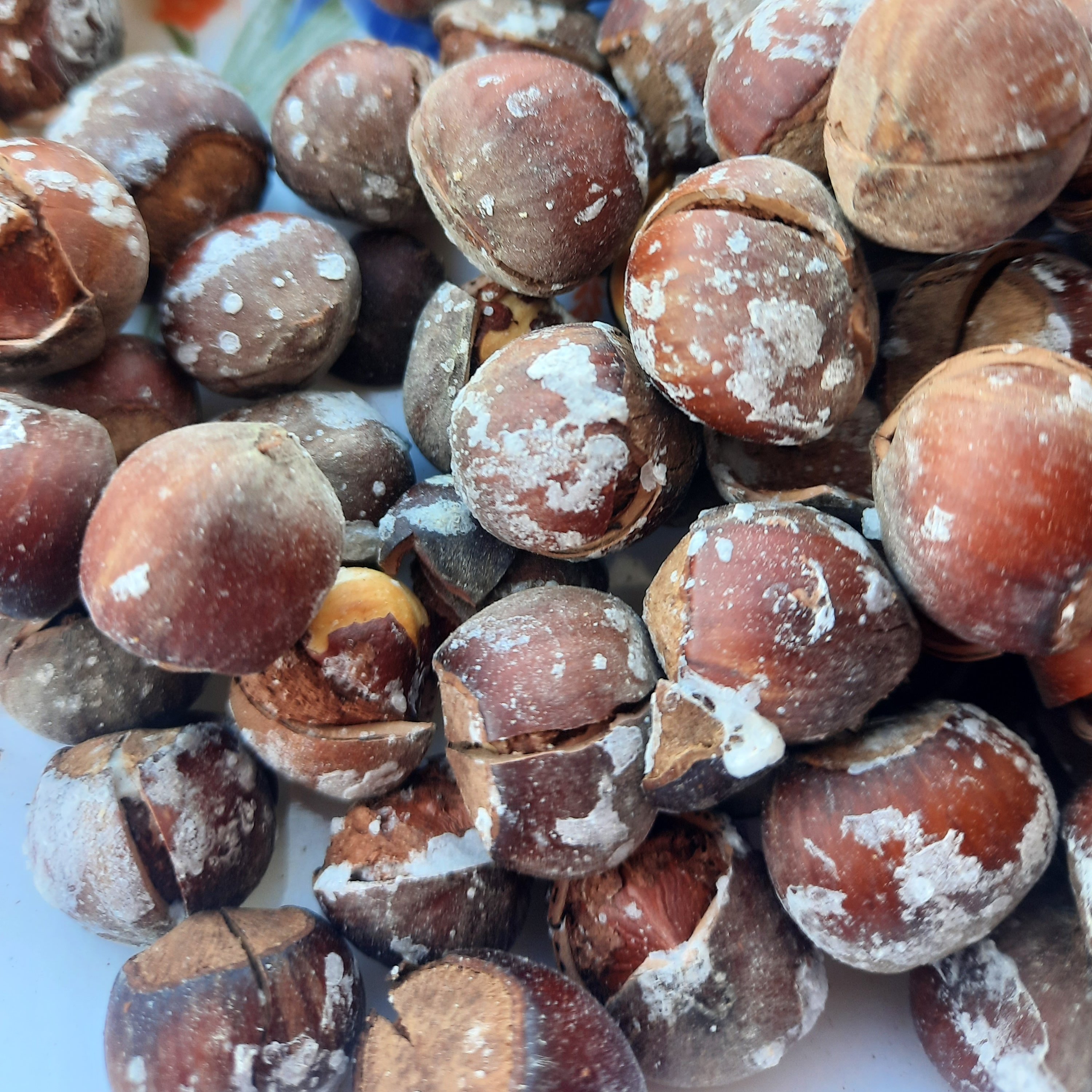 فندق برشته نمکی (یک کیلوگرم) آجیل فیدنو