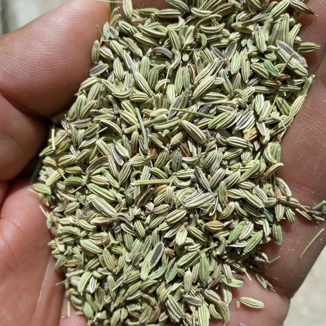 رازیانه اعلا