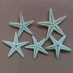 پک 5 عددی ستاره دریایی طبیعی