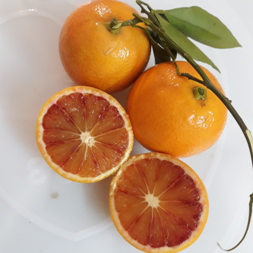پرتقال خونی (10 کیلویی با حمل رایگان  متوسط)