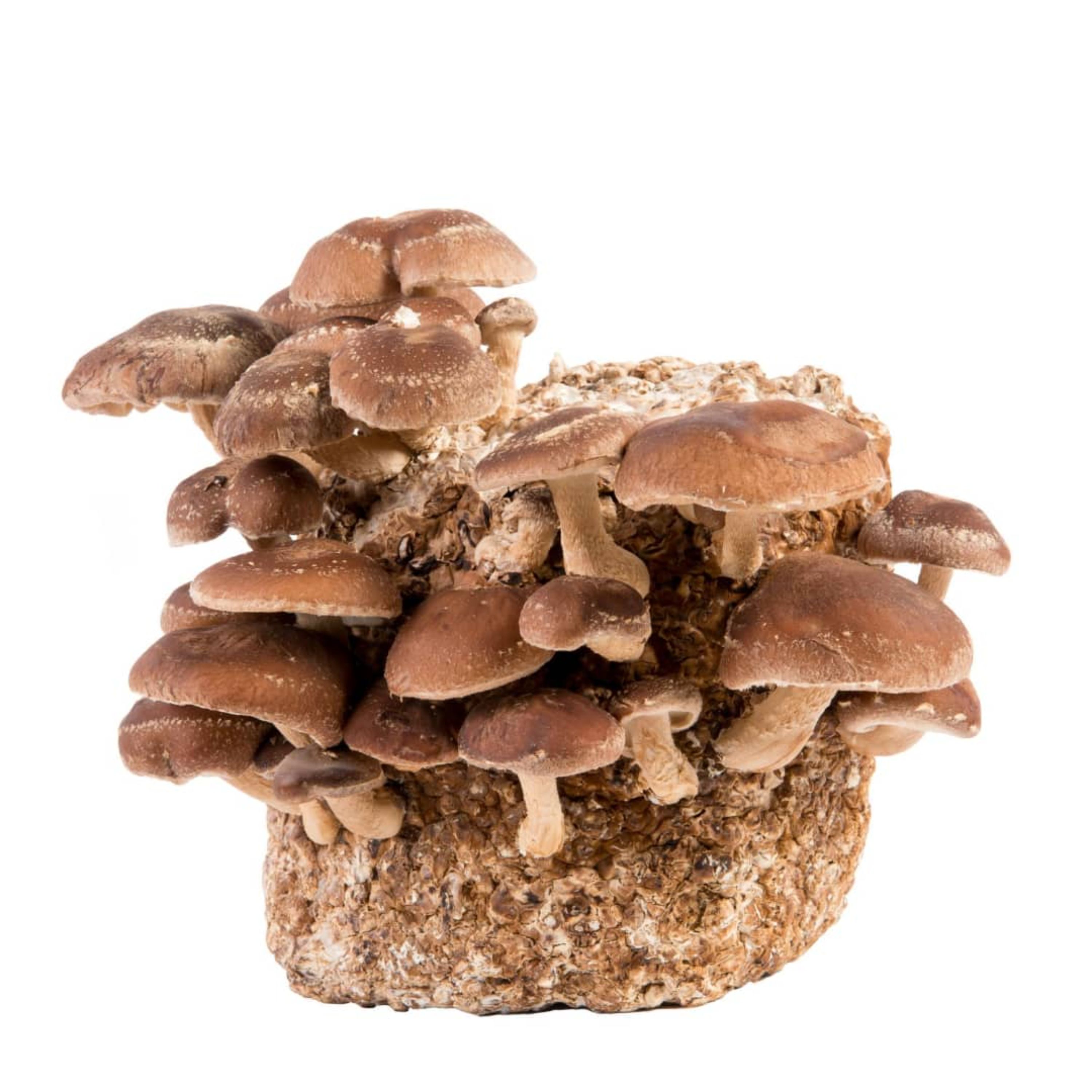 قارچ شیتاکه پرورشی خشک   100 گرمی shitake mushroom