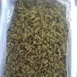 کشمش سبز (کاشمر) آفتابی