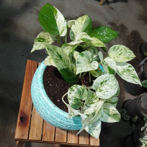 پتوس سفید مرمری
گیاهی از انواع گیاهان آپارتمانی، سایز متوسط، رنگ سبز و سفید