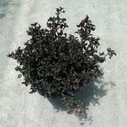 رویال رونده آلترنانترا گیاه گلخانه ای رونده سایز متوسط رنگ سبز و قرمز بنفش