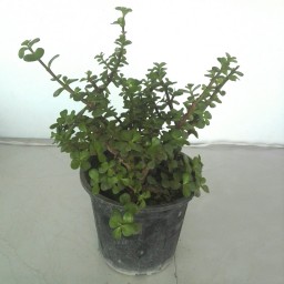 گیاه خرفه سبز
سایز بزرگ، سبز رنگ، از انواع گیاهان آپارتمانی و گلخانه ای