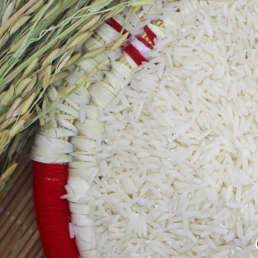 برنج آستانه اشرفیه