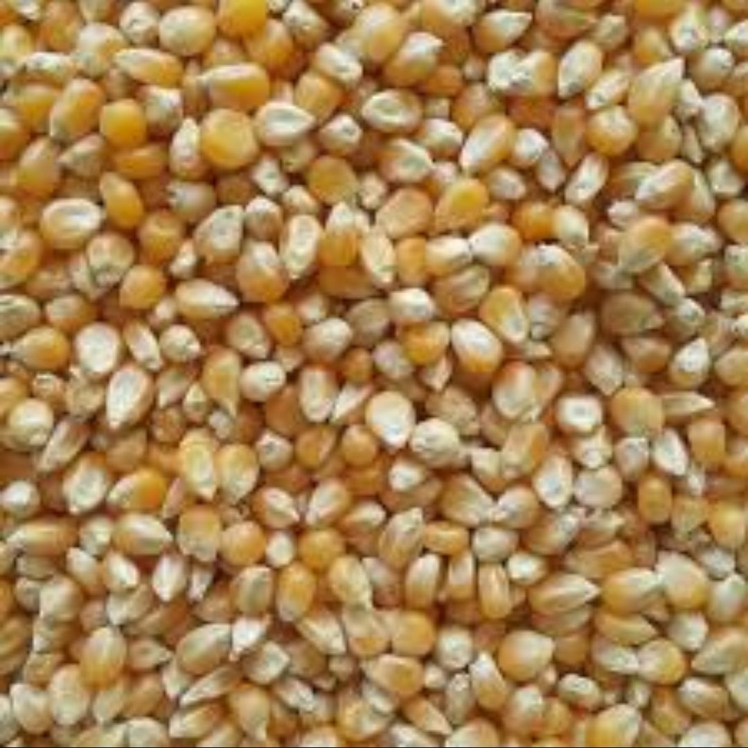 ذرت مخصوص پاپ کورن، پفیلا،ذرت خام اعلا ویژه شب یلدا(200 گرمی)