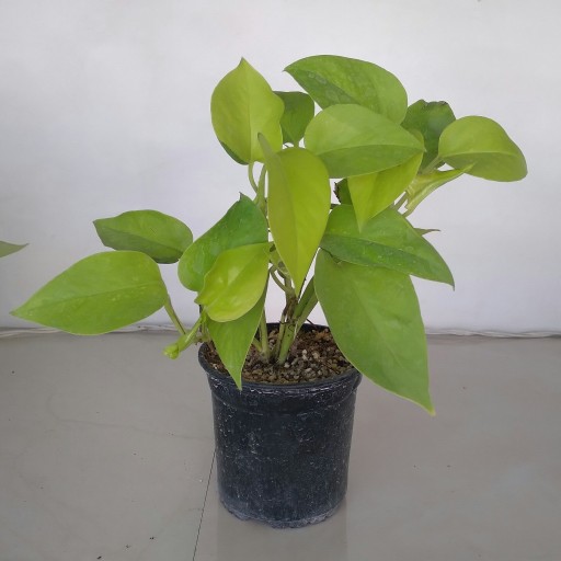 پتوس نئون کوچک
گیاه آپارتمانی رونده از خانواده پتوس ها، سایز کوچک، رنگ سبز روشن و لیمویی
