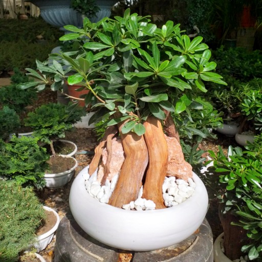 گل و گیاه آپارتمانی بنسای میخک هندی پیتسپروم با کیفیت