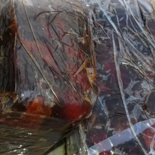 خرمای  کبکاب اعلای امسالی تنگستان  (شسته شده و بهداشتی در بسته بندی پلاستیک و کارتن   )
