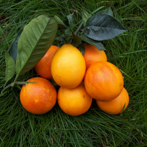 پرتقال خونی-با کیفیت- 10 کیلویی