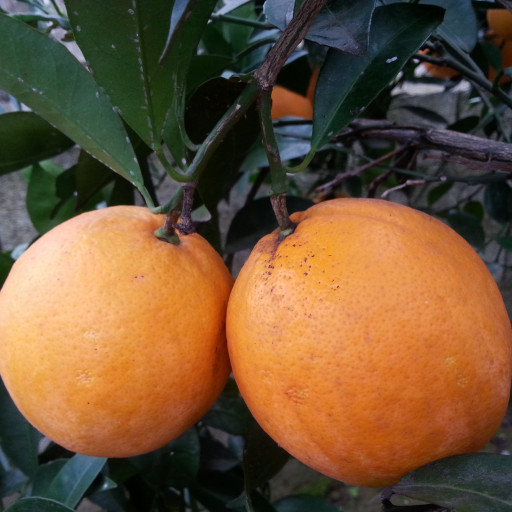 پرتقال تامسون- با کیفیت - 10 کیلویی