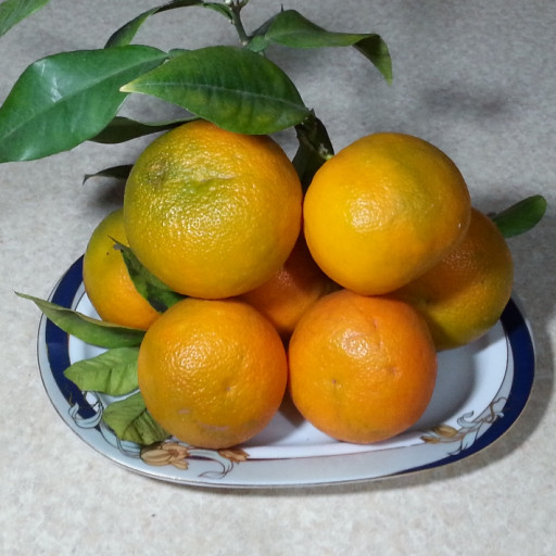 نارنج شمال-با کیفیت- 10 کیلویی