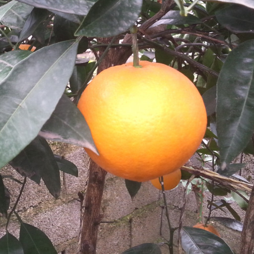 پرتقال تامسون- با کیفیت - 10 کیلویی