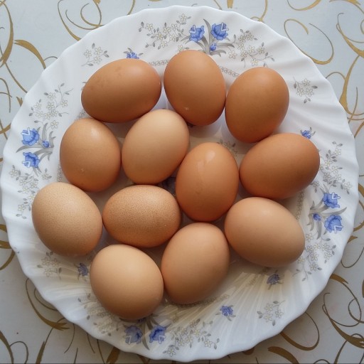 تخم مرغ بومی خانگی