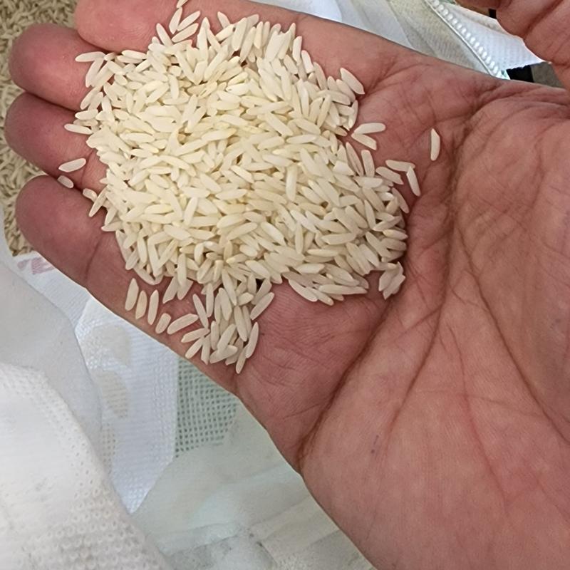 برنج طارم فجر  فریدونکنار ده کیلویی ویژه جشنواره 