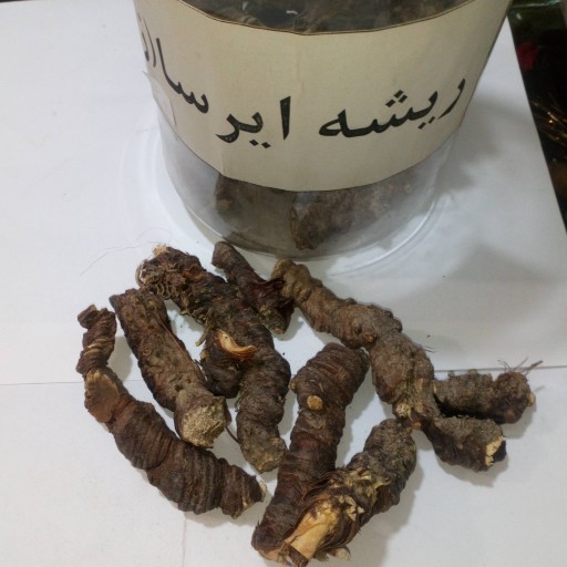 ریشه ایرسا ( زنبق)