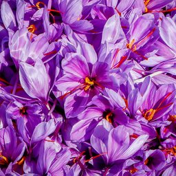 گلبرگ زعفران  در جه یک  (30 گرمی )                   