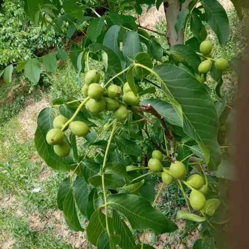 درخت گردو اسرائیلی خوشه ای  چند ساله