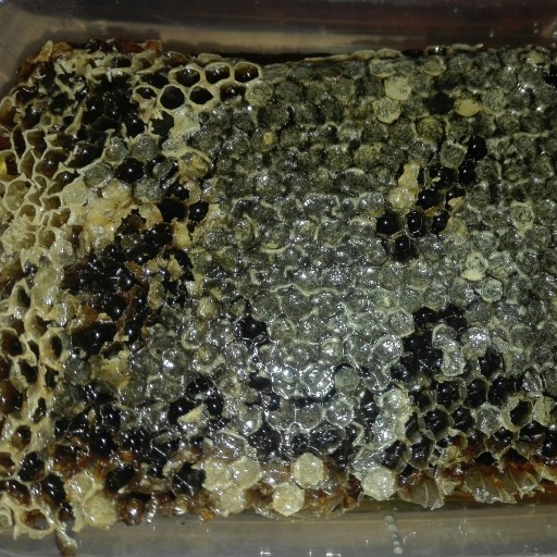 بهترین عسل سیاه زولا با موم طبیعی و ارگانیک 1 کیلو آزمایش شده ساکارز زیر نیم