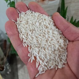 برنج هاشمی فوق اعلاءآستانه اشرفیه(خریدمستقیم ازشالیکار)50کیلویی