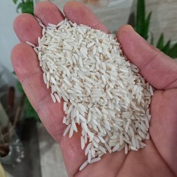 برنج هاشمی فوق اعلاء آستانه اشرفیه(خریدمستقیم ازشالیکار)20کیلویی محصول1402