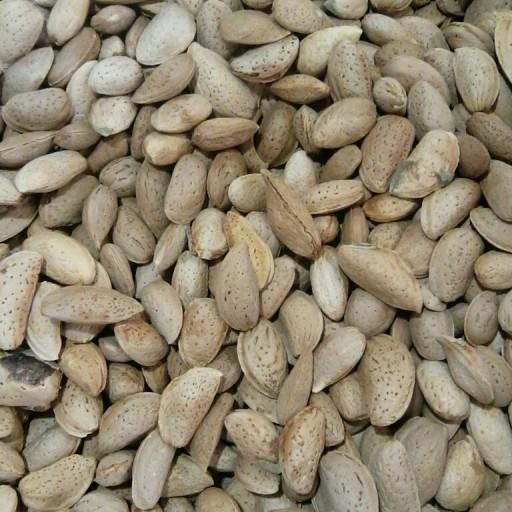 بادام سنگی تازه وشیرین(1500گرمی)