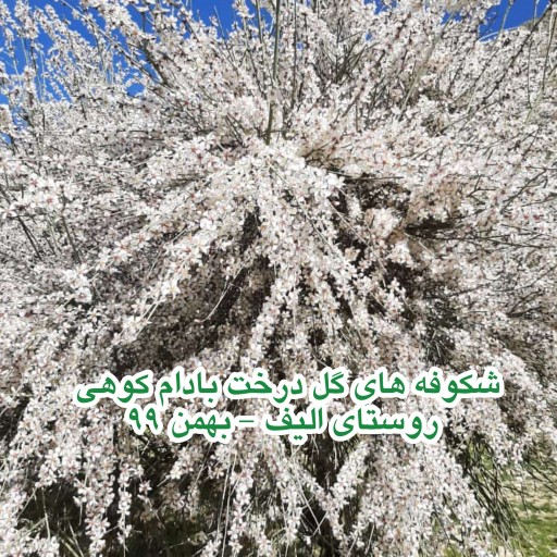 مغز بادام کوهی نمکی و مرطوب 500گرم تضمین کیفیت دارای مقداری لپه (رطوبت و نمک کم)