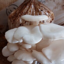 کمپوست قارچ صدفی سفید (بسته دوکیلوگرمی)