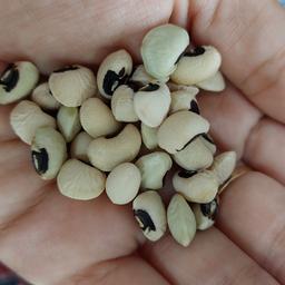 بذر لوبیا چشم بلبلی(بسته 30 تایی)