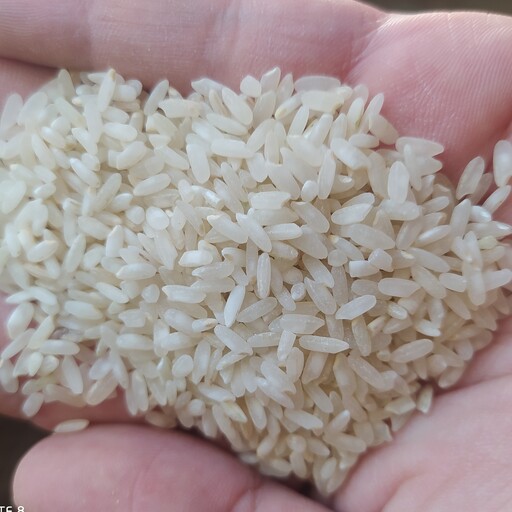 برنج درجه یک اعلاء دشت ها لنجان وطعم بی نظیر و قد بلند