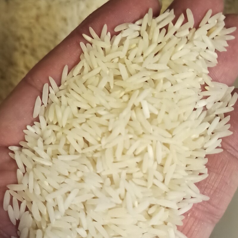 برنج صدری هاشمی صد در صد ایرانی و خالص