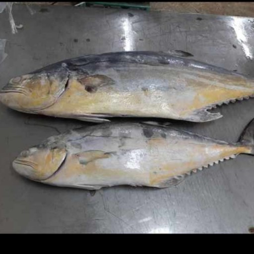 ماهی سارم (10 کیلو)