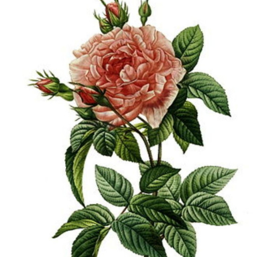 شآخه گل رز 🌷