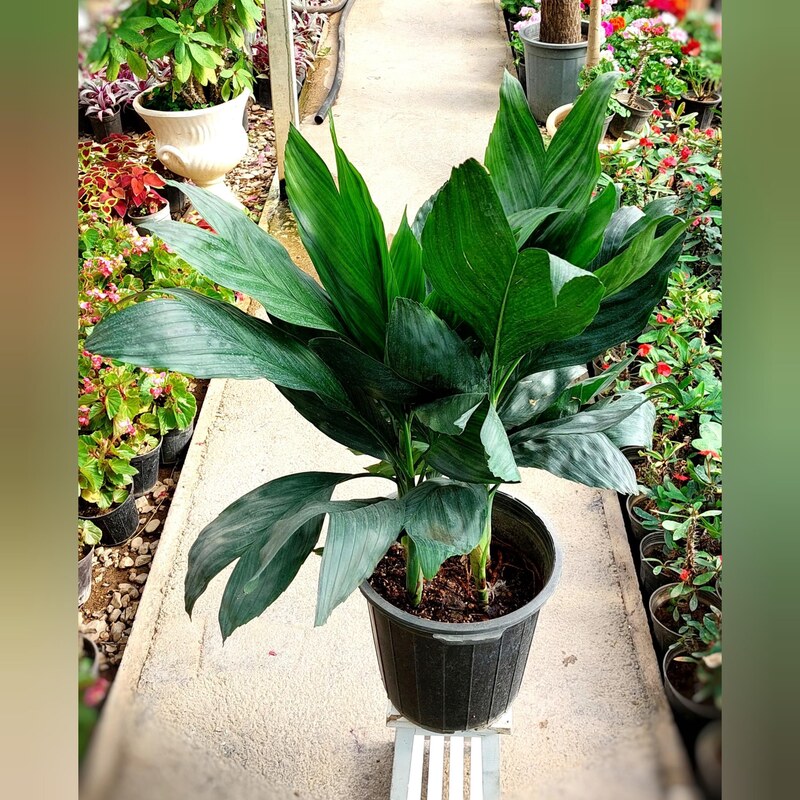 گیاه شامادورا متالیکا گیاه خاص و مقاوم و چند غلاف با ارتفاع حدود 65 سانتی متر