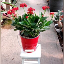 هدیه یلدایی گل کالانکوئه به همراه گلدان فلزی بسیار زیبا و با کیفیت 