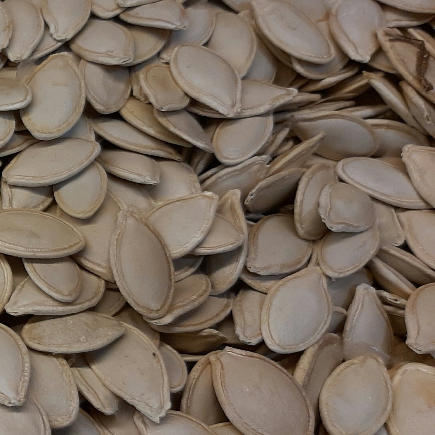 تخمه کدو خام درجه یک (450گرمی)