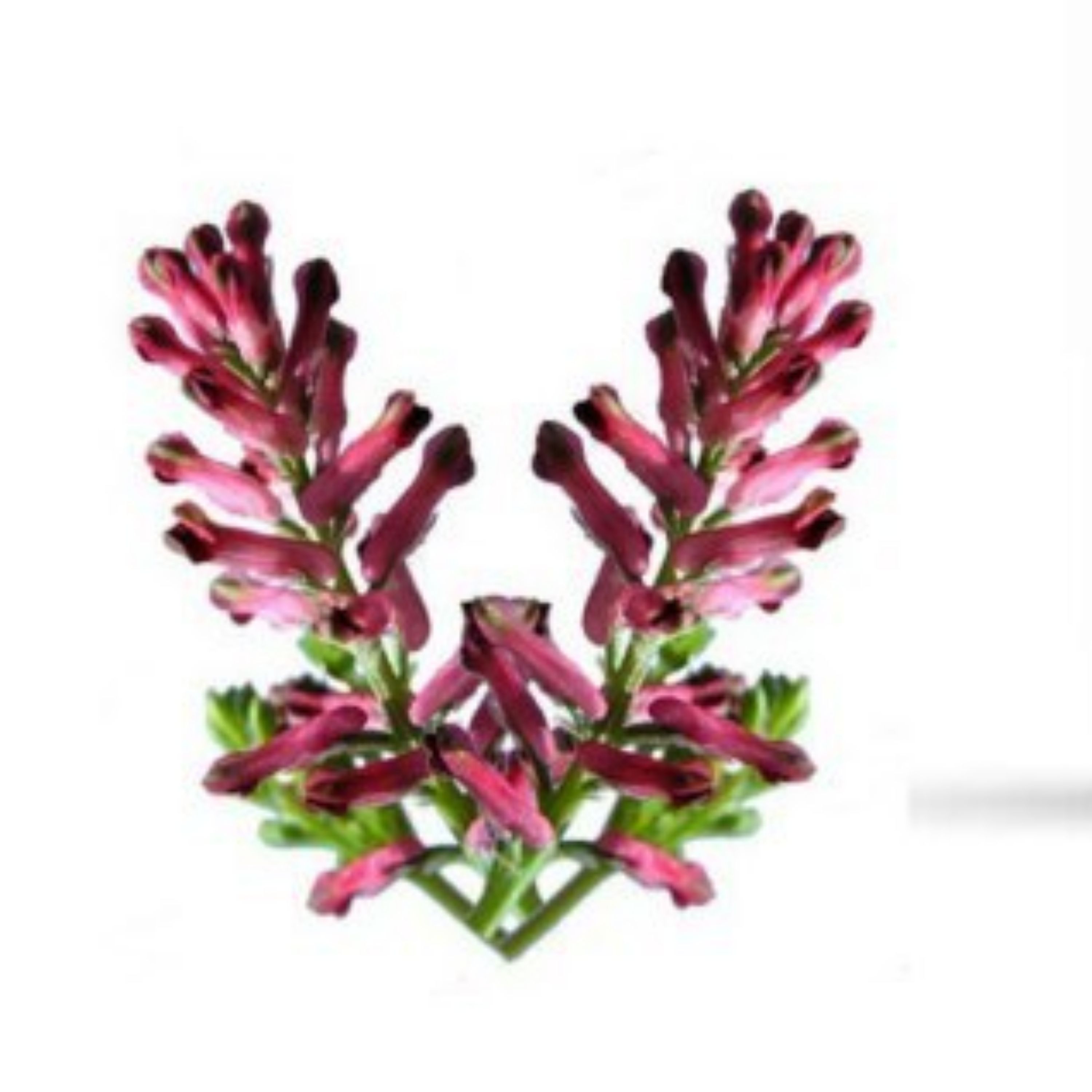 عرق شاطره نحل کاشان (1 لیتر)