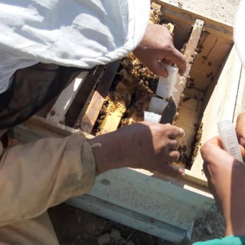 عسل پاییزه کنار درتضمینی