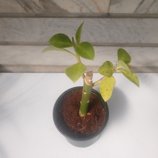 گلدان افوربیا سینادنیوم  - گل فردوس