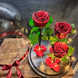 باکس گل سه شاخه رز جاودان قرمز با ریسه آفتابی مناسب کادو و سوپرایز 
