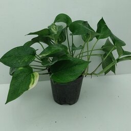پتوس سبز  پربوته گلدان 3(ارسال رایگان با خرید 350 هزار تومان)