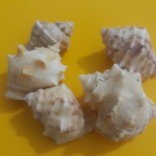 صدف دریایی حلزونی (25 عددی)