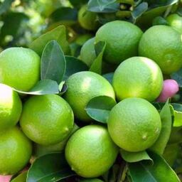نهال لیمو ترش شیرازی(عمانی)