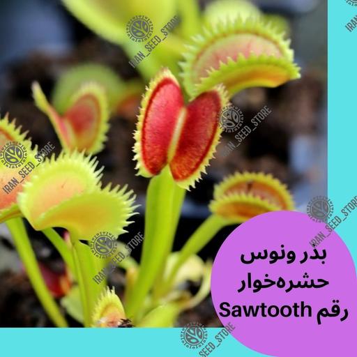 بذر گیاه ونوس حشره خوار دندان اره ای رقم (Sawtooth)
