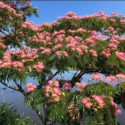 بذر درخت ابریشم ایرانی گل صورتی - Albizia Lebbeck Tree Pink